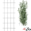 Augalų atrama – sodo grotelės 150 x 60cm - 8 