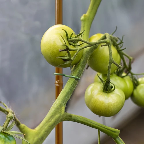 Padengtas plieninis bambuko formos kuolas, 180 cm x 11 mm - 5