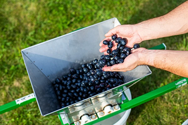 Kaip pasigaminti vyną žingsnis po žingsnio?